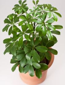 Umberella Plant