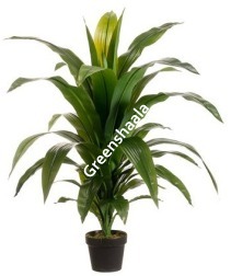 Corn Stalk Dracaena