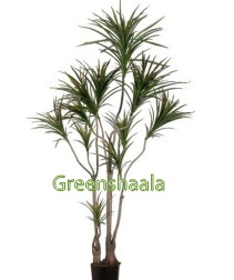 Red Edged Dracaena