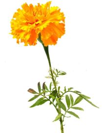 Marigold Yellow