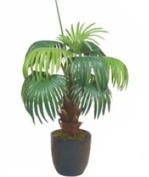 Chinese Fan Palm