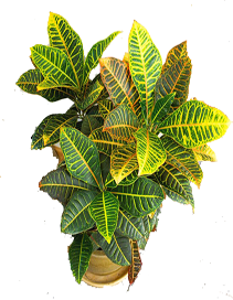 Croton