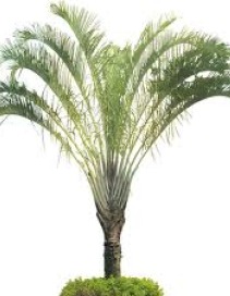 Triangle Palm