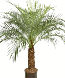 Pygmy Date Palm