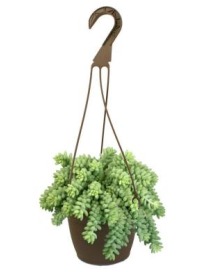 Donkey Tail Hanging Plant