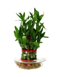 Lucky Bamboo