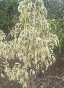Ficus Benjamina Starlight