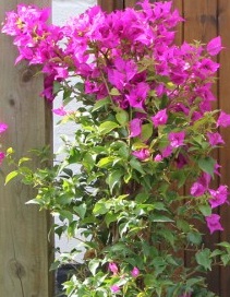 Bougainvillea