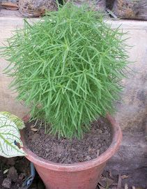 Kochia Burning Bush