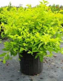 Golden Duranta