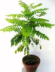 Curry Leaf Plant