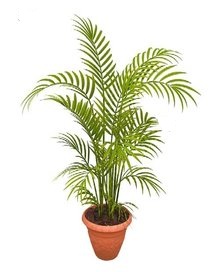 Areca Palm