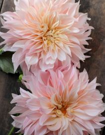 Dahlia Plant