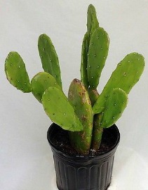 Cactus Fig