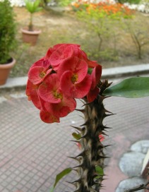 Euphorbia Milii - Cactus