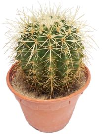 Golden Barrel Cactus