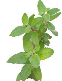 Basil/Tulsi