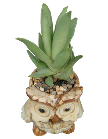 Owl Planter